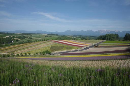 北海道の花畑 北海道の花畑 花畑,花,色彩の写真素材