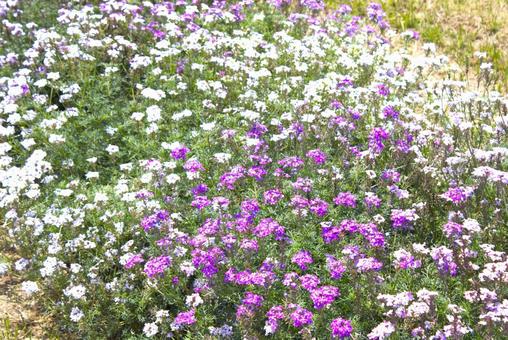 Photo, weiße blumen, park, pflanze, 