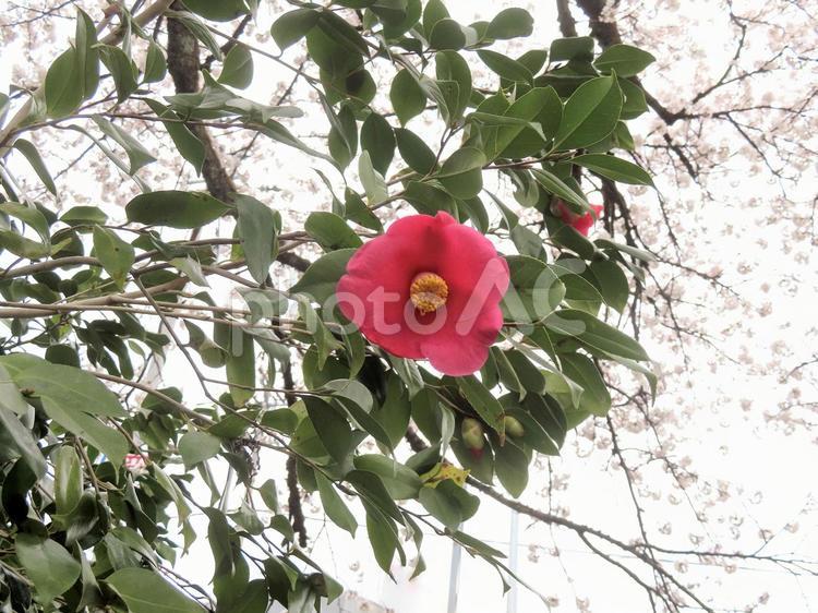 椿 花,椿,ツバキの写真素材