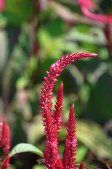 燃え上がる炎の花 鶏頭,花,ヒユ科の植物の写真素材