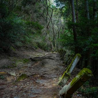 森の中を探検 森の中を探検の写真