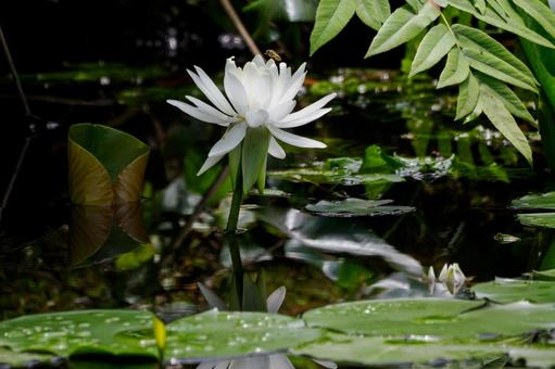 Water Lily (87), JPG