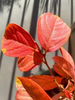 真っ赤に染まった柿の葉 葉っぱ,葉,紅葉の写真素材