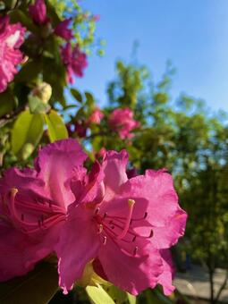 花 花,華,自然の写真素材