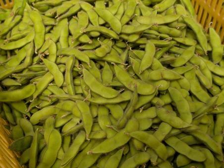 枝豆出荷 枝豆出荷の写真