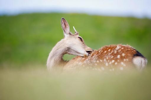 奈良若草山の鹿 奈良若草山の鹿の写真