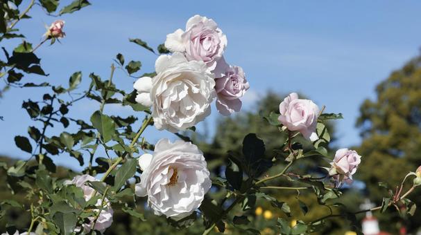 【花の写真】ばらの花 rose,植物,園芸の写真素材