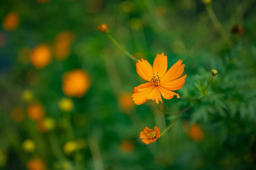 キバナコスモスの写真