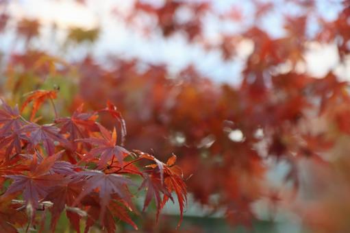 紅葉 紅葉の写真