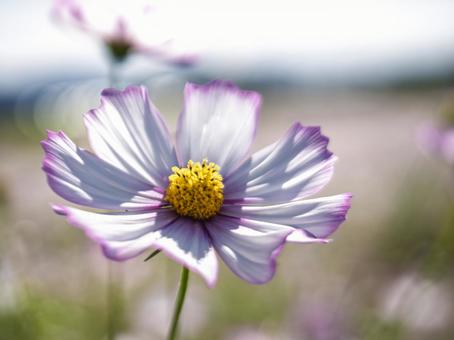 秋風に揺れる一輪のコスモス コスモス,花,秋の写真素材