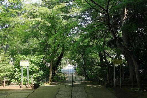 松戸市「本土寺」の新緑の境内 松戸市「本土寺」の新緑の境内 本土寺,新緑,緑の写真素材