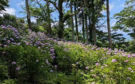 Photo, gomadoyama, hydrangea, flower, 