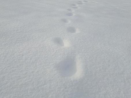 雪原に足跡　北海道の写真