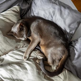 ベッドの上で眠る猫の写真