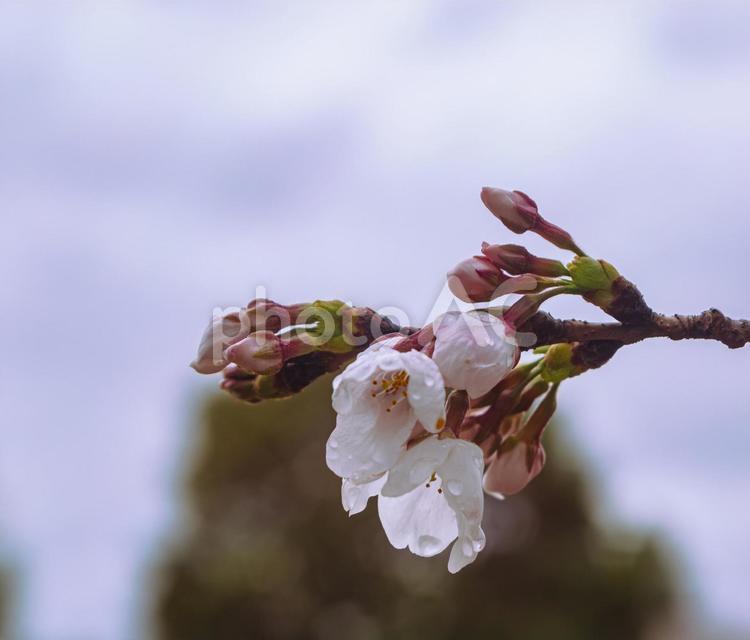 ソメイヨシノ桜ー7 ソメイヨシノ,桜,蕾の写真素材