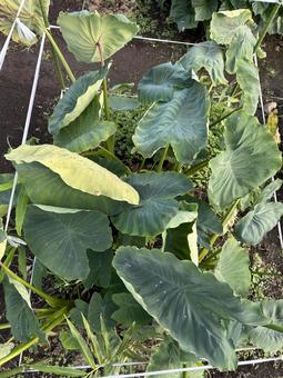 市民農園の里芋の栽培 里芋,秋,野菜の写真素材