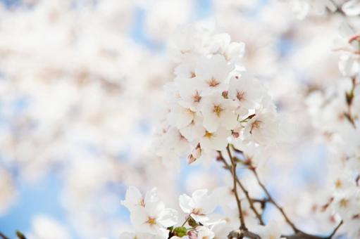 桜 桜の写真