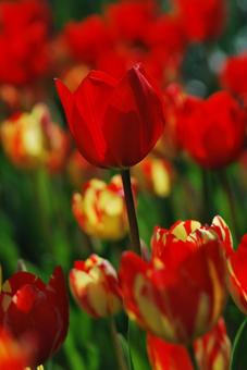 Tulip flowers, JPG Tulip flowers, JPG