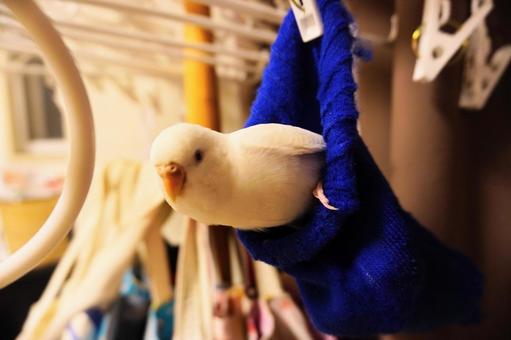 靴下から顔を出すセキセイインコ 靴下から顔を出すセキセイインコの写真