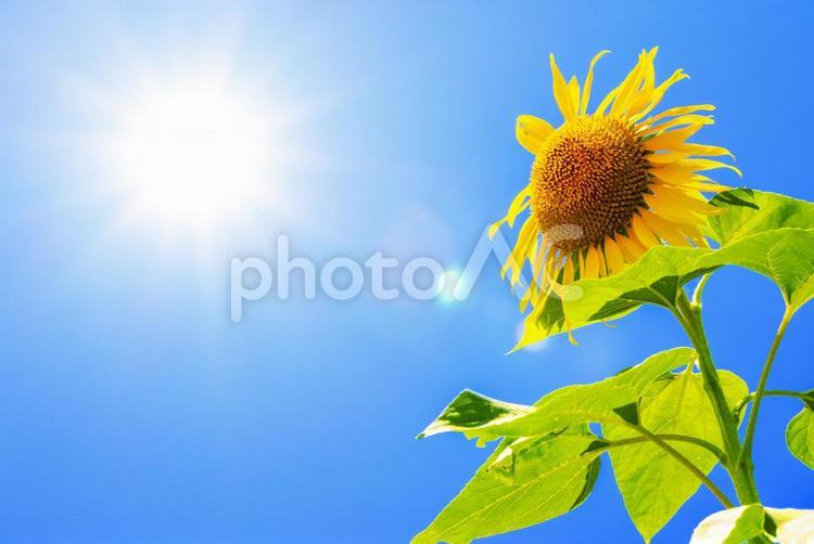 強い日差しの夏の空に満開のひまわり 夏,太陽,ひまわりの写真素材