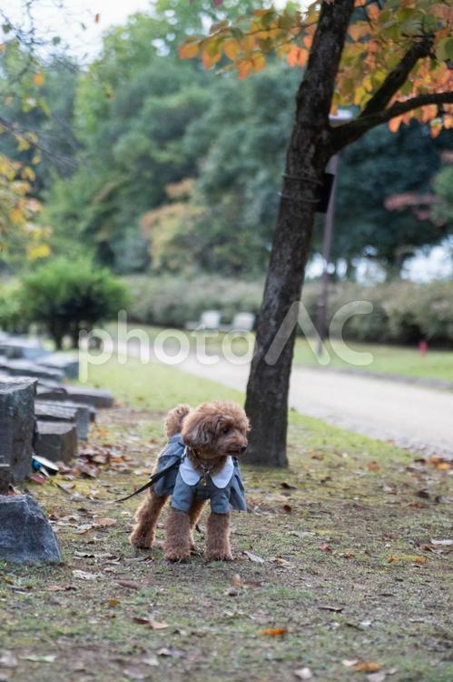 秋の公園で散歩するトイプードル トイプードル,トイプー,秋の写真素材
