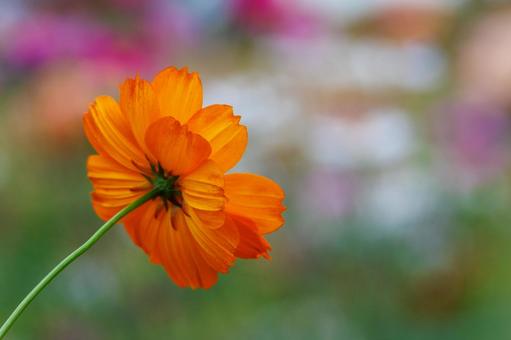 Yellow cosmos in a cosmos field, JPG