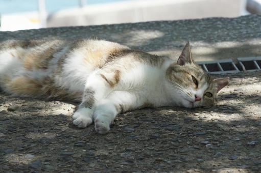 ねこ 箱座り,飼い猫,家猫の写真素材