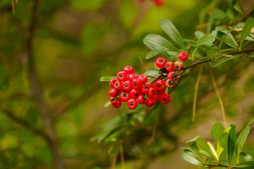 赤い実をつけた南天 植物,実,果実の写真素材