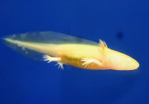 Mexican salamander, JPG
