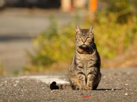 お座り猫 お座り猫の写真