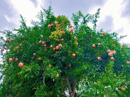 すずなりの柘榴(横) すずなりの柘榴(横) ざくろ,石榴,柘榴の写真素材