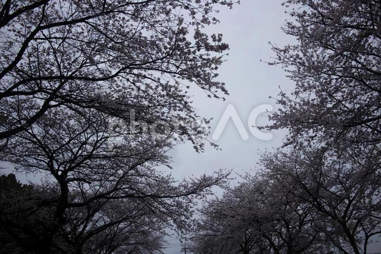 雨の桜の木　その3 桜の花,サクラの木,枝の写真素材