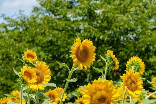 夏空の下に咲き誇るひまわり畑 夏空の下に咲き誇るひまわり畑の写真