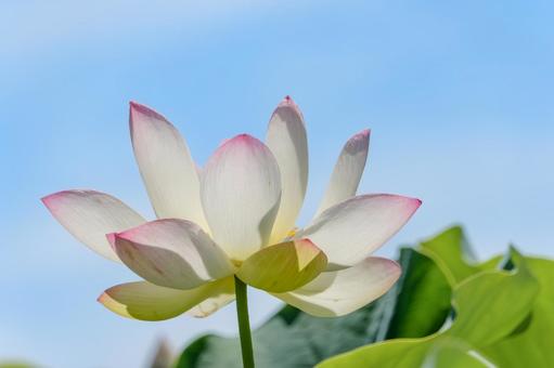 青空に向かって咲く蓮の花 青空に向かって咲く蓮の花の写真