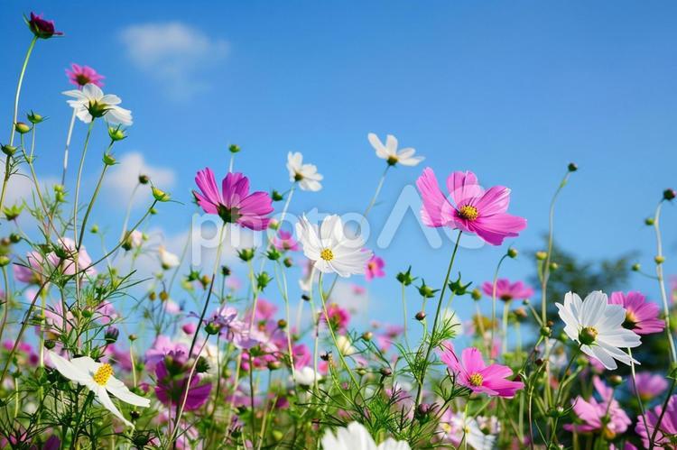 青空に映えるピンクと白のコスモス コスモス,花,秋の写真素材