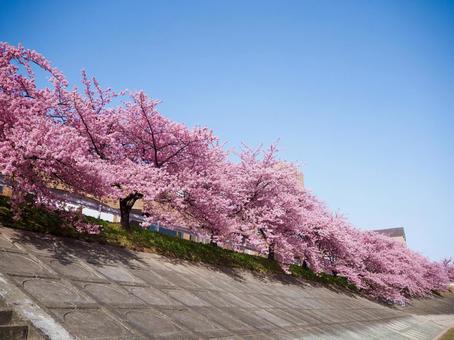満開の河津桜 満開の河津桜の写真