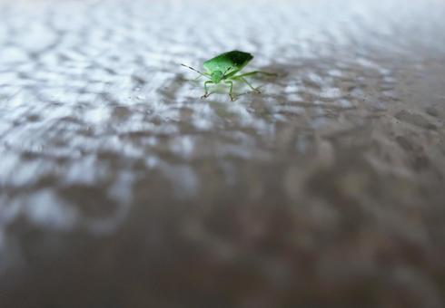 Southern green stink bug Southern green stink bug