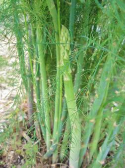 畑のアスパラガス アスパラガス,グリーンアスパラガス,野菜の写真素材