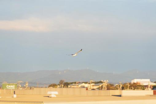 冬空を舞うセグロカモメ 冬空を舞うセグロカモメ セグロカモメ,渡り鳥,冬鳥の写真素材