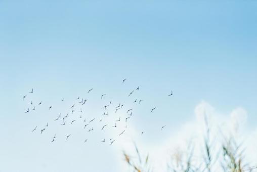 大空を優雅に舞うハトの群れ ハト,野鳥,鳥の写真素材