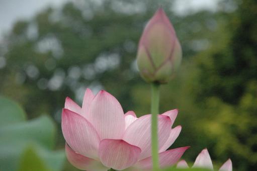 鎌倉市岡本のハスの花 鎌倉市岡本のハスの花の写真