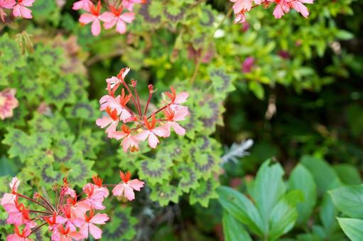 緑葉とピンクの小花 緑葉とピンクの小花の写真