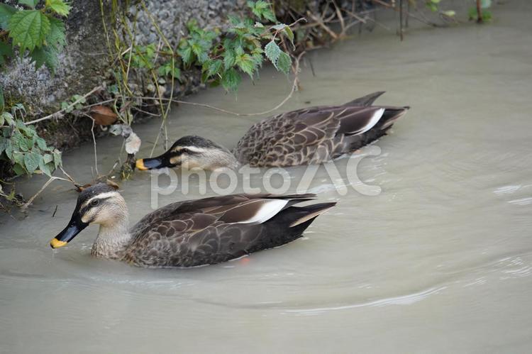 濁流を行くカルガモ カルガモ,鴨,水鳥の写真素材