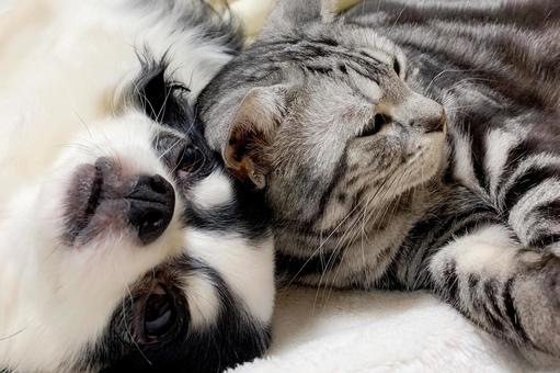 チワワとアメショ_12 チワワとアメショ_12 チワワ,アメリカンショートヘア,犬の写真素材
