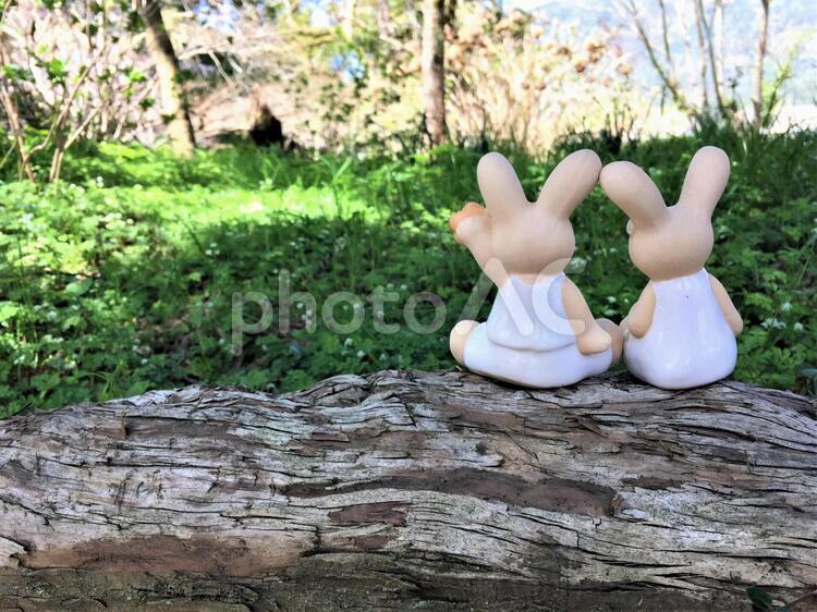 クレイアートうさぎ カップル,デート,うさぎの写真素材