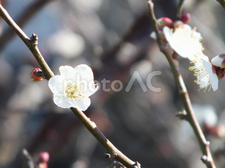 梅一輪の枝先　初春の喜び ウメ,白梅,白い花の写真素材