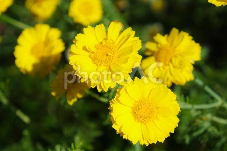 カレンデュラ（キンセンカ） キンセンカ,カレンデュラ,花の写真素材