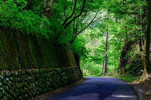 Photo, mountain path, road, green, 