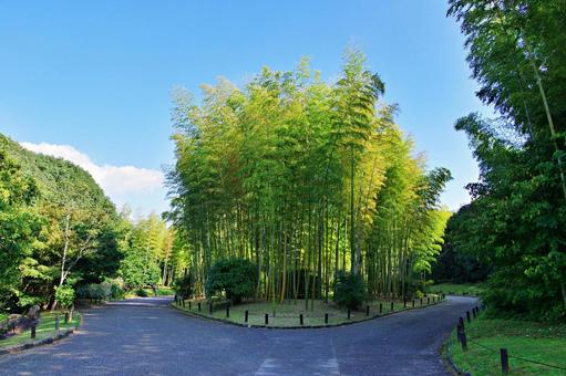 秋の竹林 秋の竹林 タケ,竹,孟宗竹の写真素材