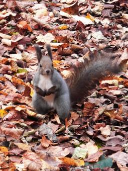 北海道に生息の可愛いエゾリス エゾリス,リス,栗鼠の写真素材